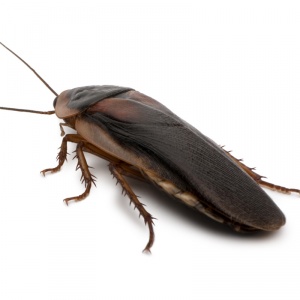 Cockroaches