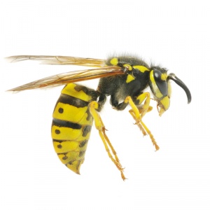 Wasps